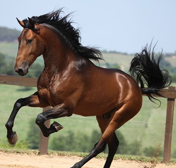 A bay horse has a black base color