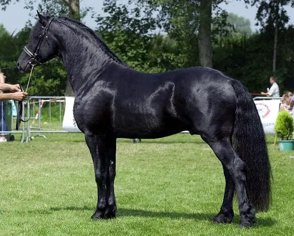Black horses a rare