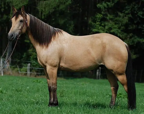 A buckskin horse is a bay horse with a cream dilution gene