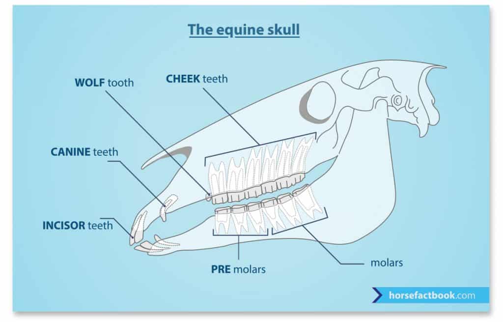 What Your Horse’s Teeth Are Telling You Horse FactBook
