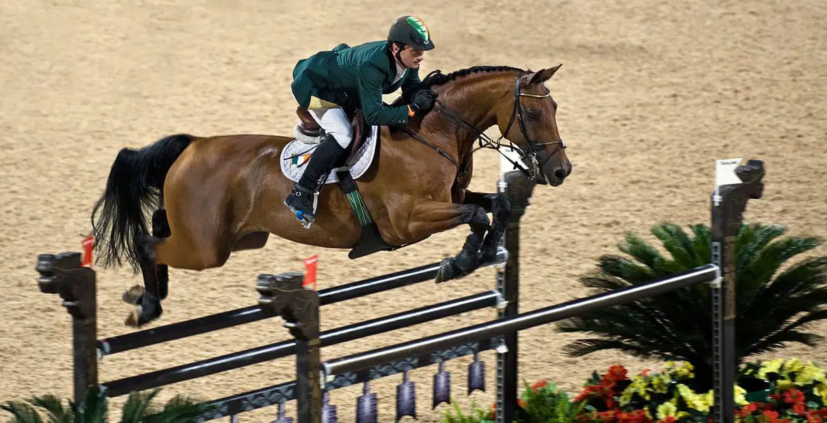Best Breeds For Jumping, At All Levels – Horse FactBook