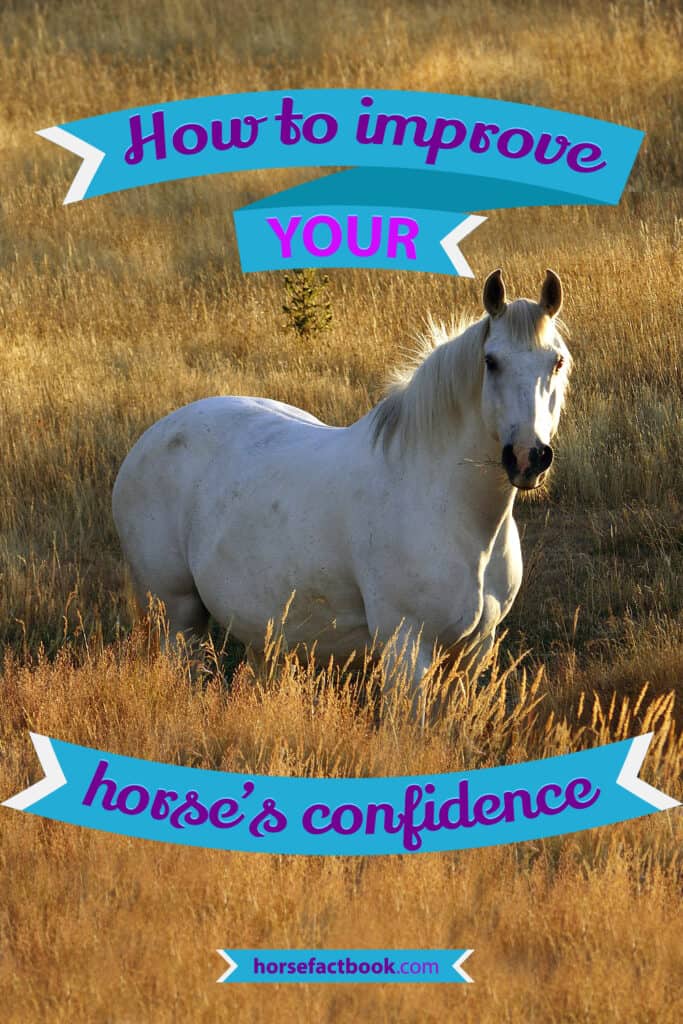 How To Improve Your Horse’s Confidence Horse FactBook