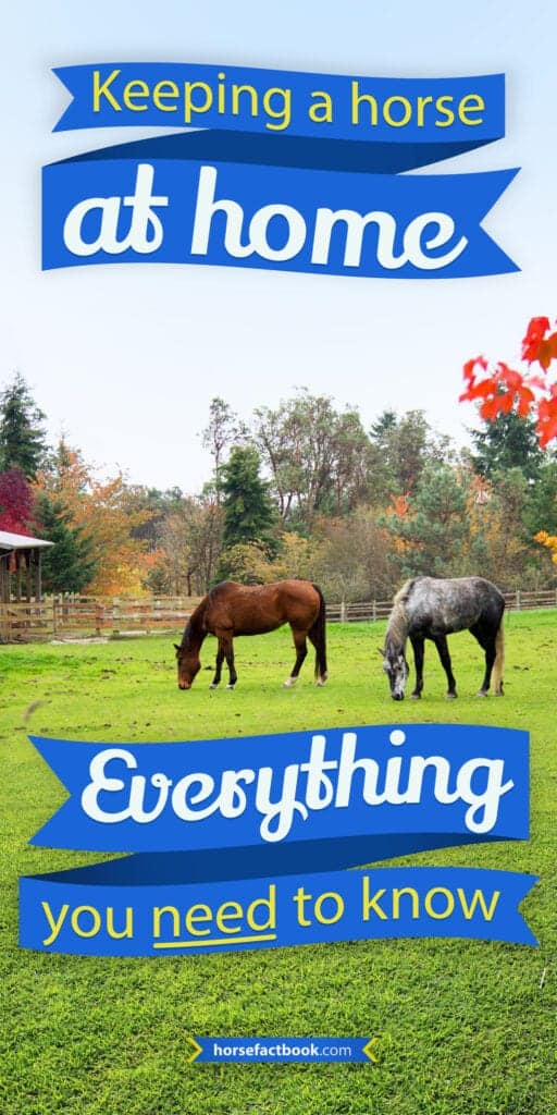 Keeping A Horse At Home Everything You Need To Know To Keep Your Horse
