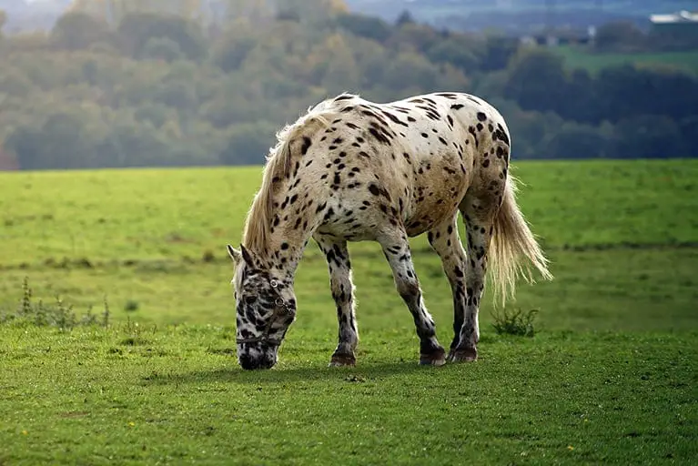 When Should You Retire A Horse Horse Factbook