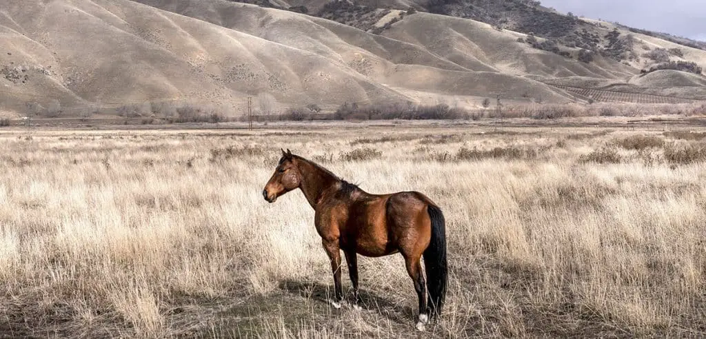 Keeping A Horse Alone 9 Tips To Prevent Loneliness Horse Factbook