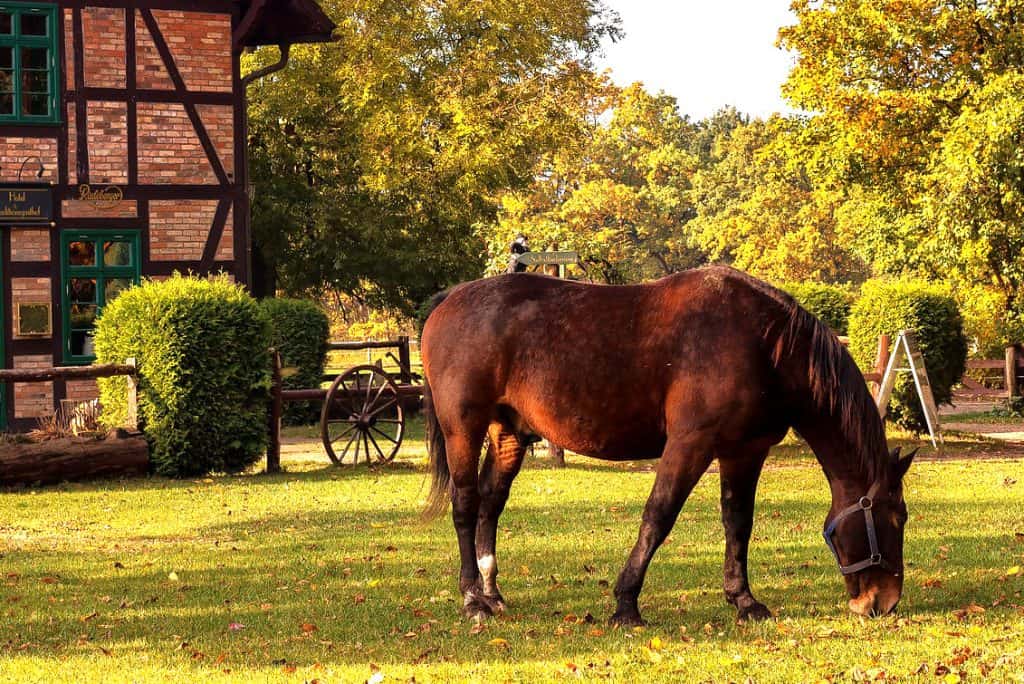 18 Things You MUST Know Before Buying A Horse Horse FactBook