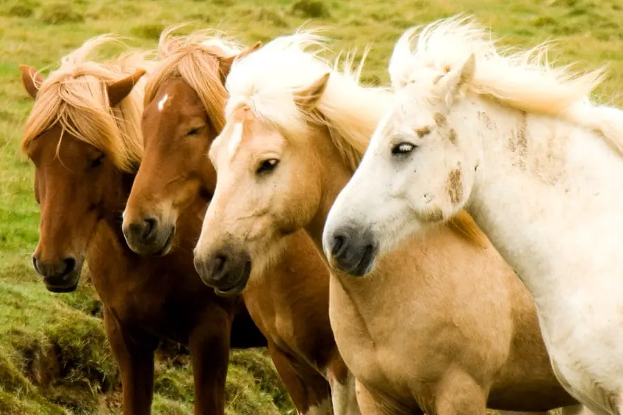 a guide to horse color genetics coat colors  patterns