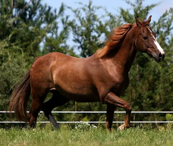The 10 Most Friendly Horse Breeds In The World – Horse FactBook
