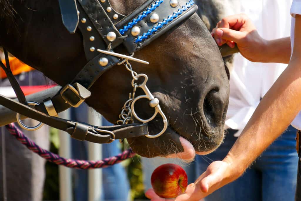 20 Fruits Your Horse Will Love (with nutritional values) Horse FactBook