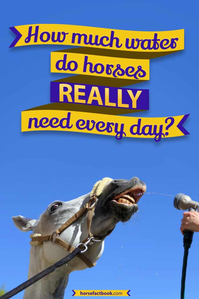 Equine Hydration How Much Water Do Horses Need? Horse FactBook