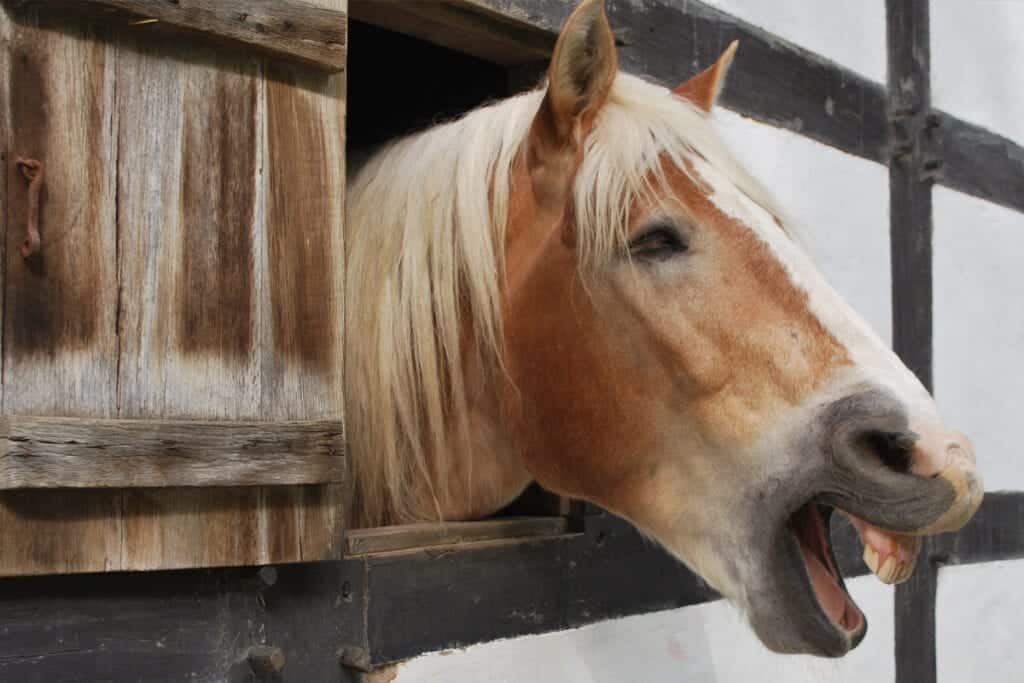 horse sounds