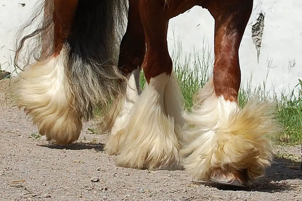 why-do-some-horses-have-hairy-feet-and-which-breeds-have-them-horse